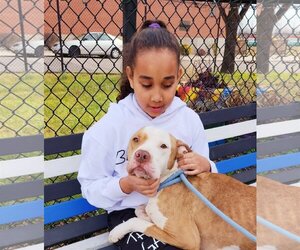 Mutt Dogs for adoption in Perth Amboy, NJ, USA