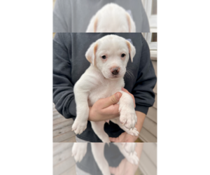 Labrador Retriever-Unknown Mix Dogs for adoption in Brewster, NY, USA