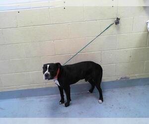 American Pit Bull Terrier Dogs for adoption in Tulsa, OK, USA