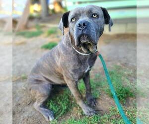 Mutt Dogs for adoption in Long Beach, CA, USA