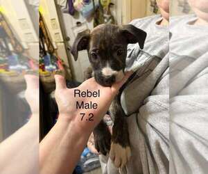 Australian Shepherd-Boxer Mix Dogs for adoption in Aurora, IN, USA