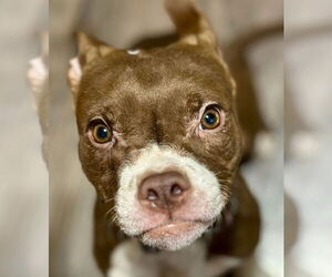 American Bulldog-Unknown Mix Dogs for adoption in Brights Grove, Ontario, Canada