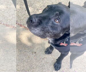 Boxer-Unknown Mix Dogs for adoption in Mount Laurel, NJ, USA