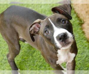 American Staffordshire Terrier-Unknown Mix Dogs for adoption in Tallahassee, FL, USA