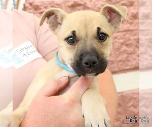 Mutt Dogs for adoption in Washington, DC, USA