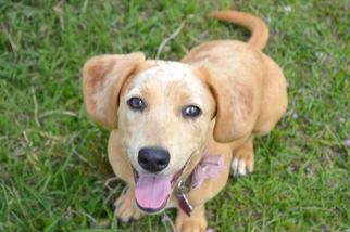 Dachshund-Unknown Mix Dogs for adoption in Lafayette, LA, USA