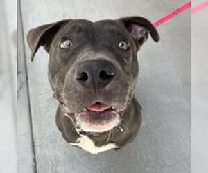 American Pit Bull Terrier Dogs for adoption in Salinas, CA, USA