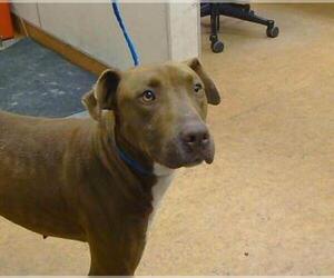 American Pit Bull Terrier-Pointer Mix Dogs for adoption in Sacramento, CA, USA