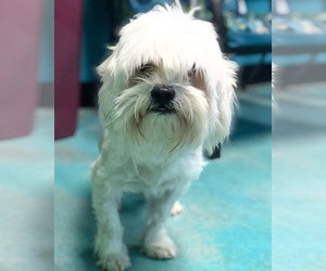 Hava-Apso Dogs for adoption in Guthrie, OK, USA