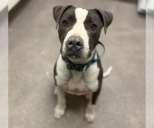 American Pit Bull Terrier Dogs for adoption in HESPERIA, CA, USA