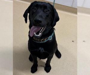 Labrador Retriever Dogs for adoption in Placerville, CA, USA