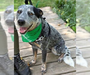 Mutt Dogs for adoption in Warrenton, VA, USA