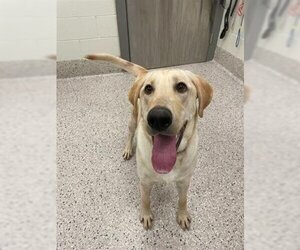 Lab-Pointer Dogs for adoption in Brighton, CO, USA