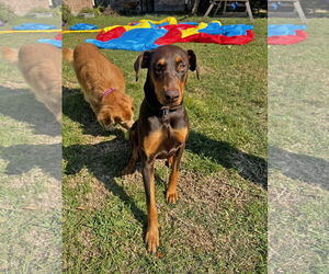 Doberman Pinscher Dogs for adoption in New Orleans, LA, USA