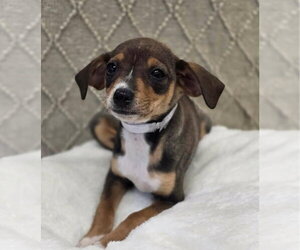 Chihuahua-Unknown Mix Dogs for adoption in Lakewood, CO, USA