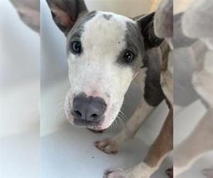 Mutt Dogs for adoption in Houston, TX, USA