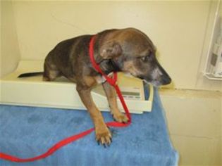 Doxie-Pin Dogs for adoption in Kailua Kona , HI, USA