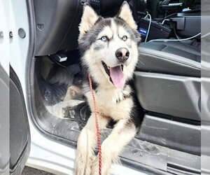 Alaskan Malamute-Unknown Mix Dogs for adoption in Houston, TX, USA