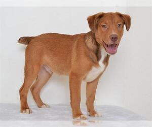 Labrador Retriever-Unknown Mix Dogs for adoption in Oroville, CA, USA