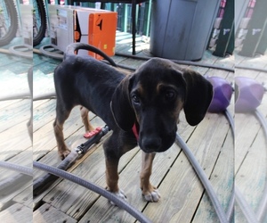 Coonhound Dogs for adoption in Clinton , MI, USA