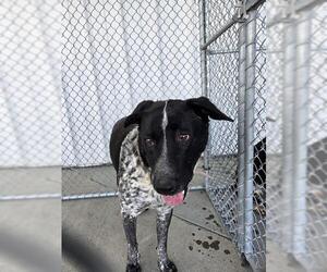 Medium Photo #1 Mutt Puppy For Sale in Bakersfield, CA, USA