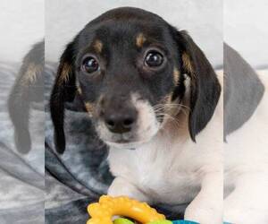 Medium Photo #1 Cheagle Puppy For Sale in Kennesaw, GA, USA