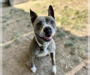 American Pit Bull Terrier-Unknown Mix Dogs for adoption in Riverside, CA, USA