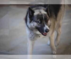 Siberian Husky-Unknown Mix Dogs for adoption in Walnut Creek, CA, USA