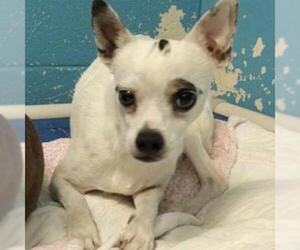Chihuahua Dogs for adoption in Rocky Mount, VA, USA