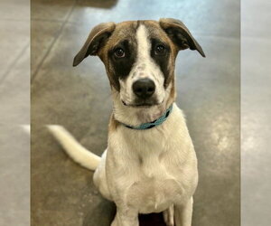 Rat Terrier-Unknown Mix Dogs for adoption in Boston, MA, USA