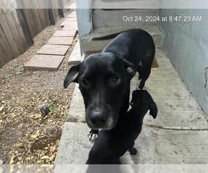 Medium Photo #1 Labrador Retriever-Unknown Mix Puppy For Sale in San Antonio, TX, USA