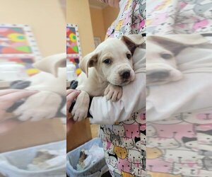 Labrador Retriever-Unknown Mix Dogs for adoption in Orangeburg, SC, USA