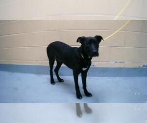 Plott Hound-Unknown Mix Dogs for adoption in Tulsa, OK, USA