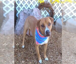 Bullboxer Pit Dogs for adoption in Oklahoma City, OK, USA