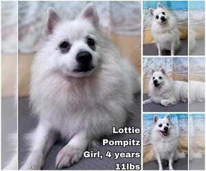 Pomeranian-pomeranian spitz Mix Dogs for adoption in Seattle, WA, USA