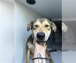 German Shepherd Dog-Unknown Mix Dogs for adoption in Houston, TX, USA