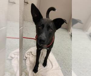 Labrador Retriever-Unknown Mix Dogs for adoption in Conroe, TX, USA