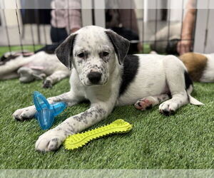 Border Collie-Unknown Mix Dogs for adoption in Sanford, FL, USA
