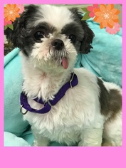 Shih Tzu Dogs for adoption in Akron, OH, USA
