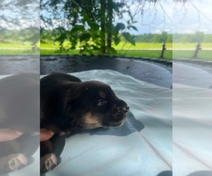 Doberman Pinscher-German Shepherd Dog Mix Dogs for adoption in HOPKINSVILLE/PRINCETON, KY, NH, USA