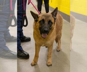 German Shepherd Dog Dogs for adoption in Forestville, MD, USA