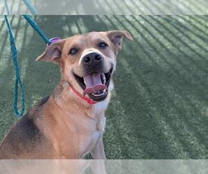 German Shepherd Dog-Unknown Mix Dogs for adoption in Las Vegas, NV, USA