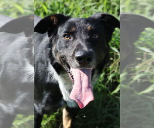 Labrador Retriever-Unknown Mix Dogs for adoption in garner, NC, USA