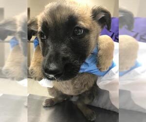 German Shepherd Dog-Unknown Mix Dogs for adoption in Conroe, TX, USA