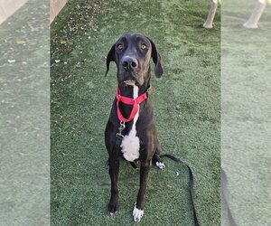 Great Dane Dogs for adoption in Lakewood, CO, USA