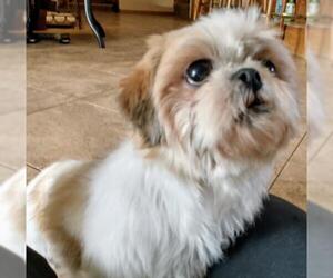 Shih Tzu Dogs for adoption in Sioux Falls, SD, USA