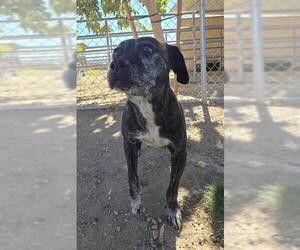 Staffordshire Bull Terrier-Unknown Mix Dogs for adoption in HESPERIA, CA, USA