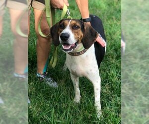 English Foxhound Dogs for adoption in Freeport, FL, USA