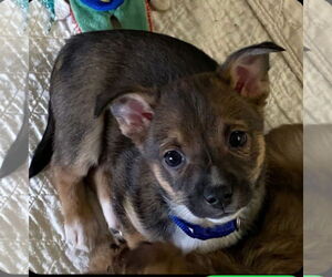 Chihuahua-Unknown Mix Dogs for adoption in New London, WI, USA