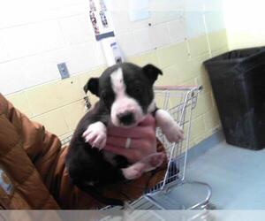 American Pit Bull Terrier-Unknown Mix Dogs for adoption in Tulsa, OK, USA